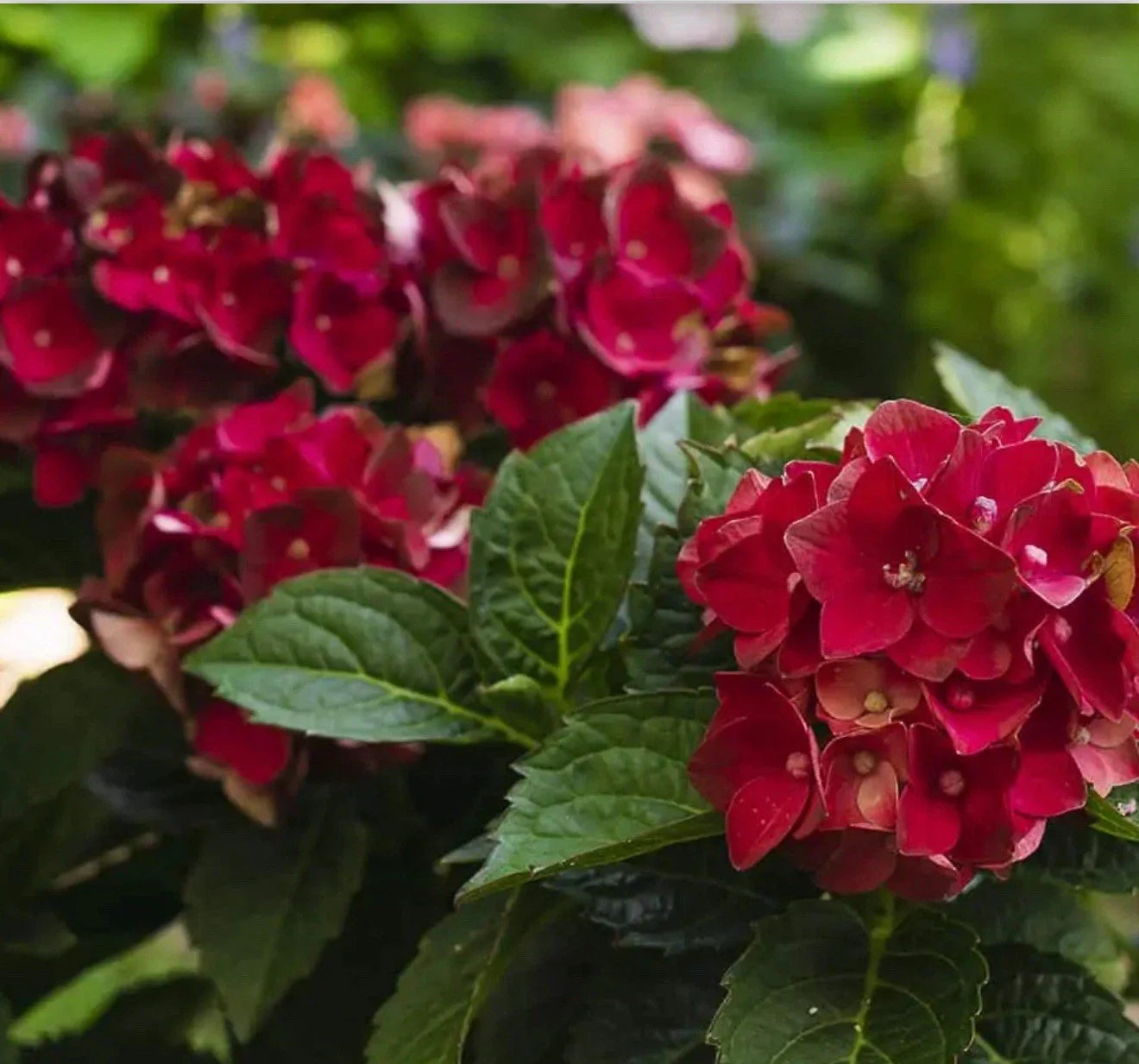 Heart Throb Hydrangea Starter Plant - Well Rooted with Blood Red Blooms - Hydrangea macrophylla