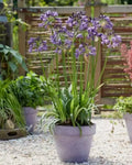 Lily of the Nile Plant - Blue/White Rooted Adult - Ready to Plant - Agapanthus spp.
