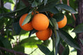 Hardy Orange Bonsai Tree Seeds - 10 Pack - Cold Tolerant Citrus - High Germination - Citrus Trifoliata