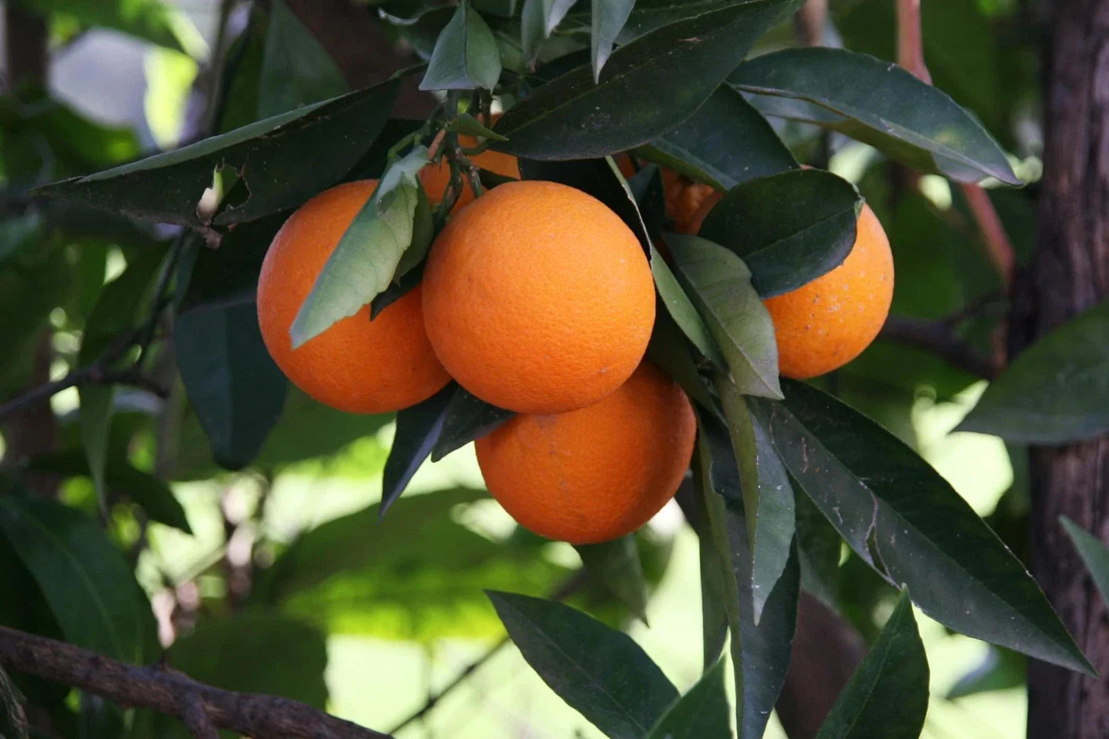 Hardy Orange Bonsai Tree Seeds - 10 Pack - Cold Tolerant Citrus - High Germination - Citrus Trifoliata