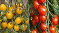Small Tomato Seeds - Red & Yellow Cherry, Heirloom, Non-GMO, Fresh Vegetable Seeds, Solanum lycopersicum