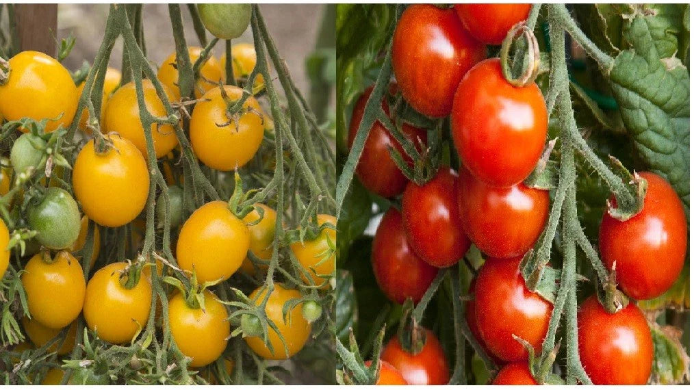 Small Tomato Seeds - Red & Yellow Cherry, Heirloom, Non-GMO, Fresh Vegetable Seeds, Solanum lycopersicum