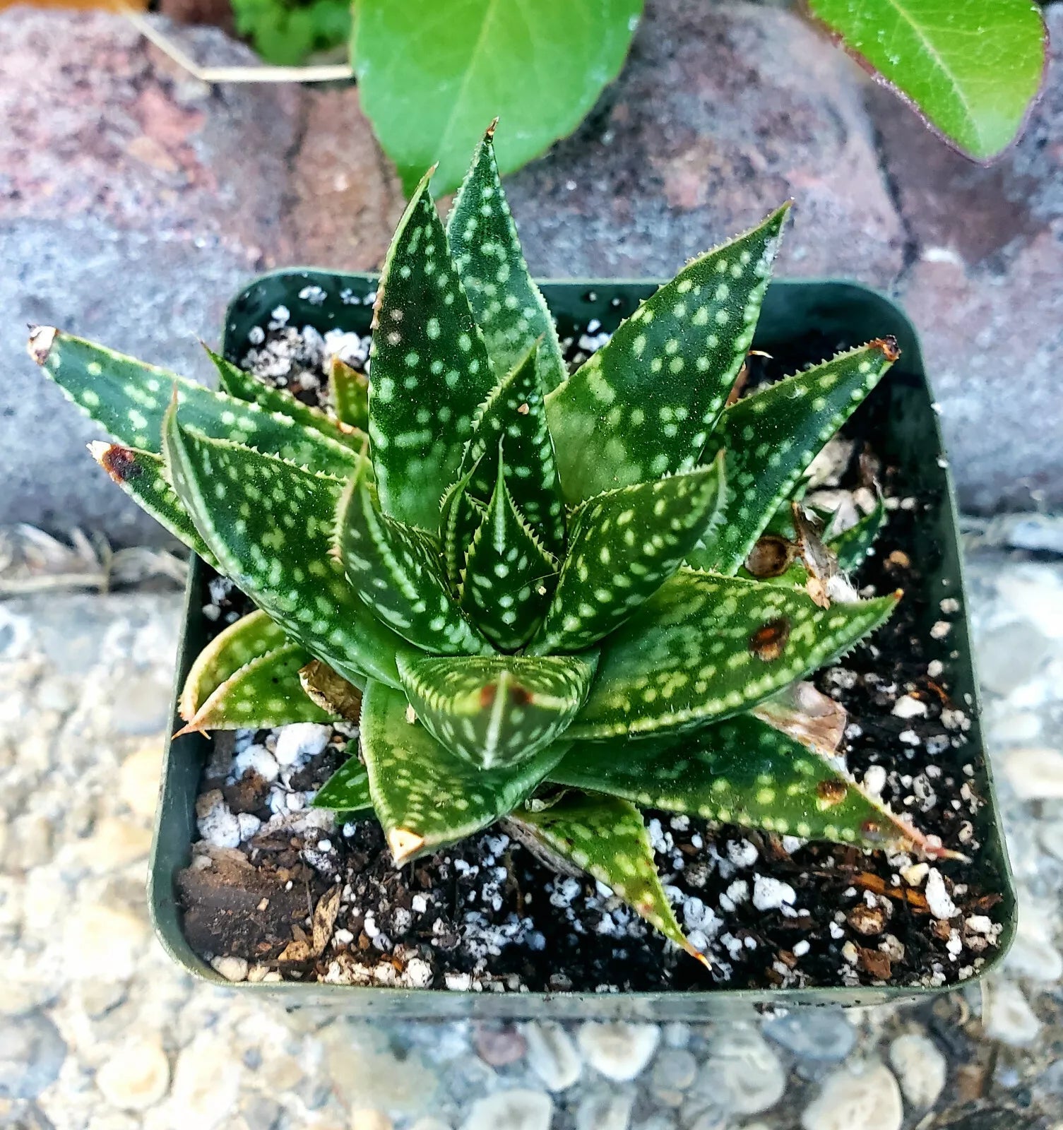 Rare Gasteraloe 'Spotty' Potted Plant - 4" Diameter - Gasteria x Aloe Hybrid - Unique Succulent