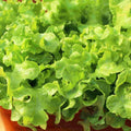 Crunchy Leaf Lettuce Seeds, 100 Pkt, Indoor Growing, Lactuca sativa, Easy to Grow, Organic Gardening