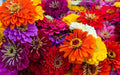 Giant California Zinnia Seeds - 250+ Seeds - Vibrant Mixed Colors - Zinnia elegans