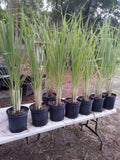 Lemongrass Live Plants 12 Pack 8-12" Tall Pesticide-Free Cymbopogon Citratus
