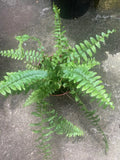 Rooted Boston Fern Plant - Lush Green Indoor/Outdoor Decor - Nephrolepis exaltata