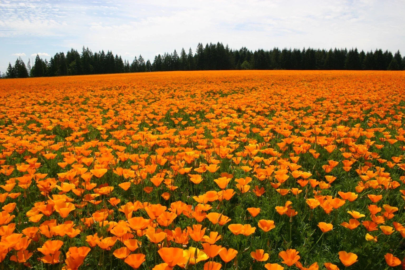 California Poppy Seeds - 500+ Orange Seeds - Eschscholzia californica