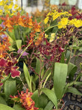 Orchid Plant in 2-3" Pot, One Surp Orchid, Blooming Variety, Special Sale - Perfect for Home Decor and Gifting