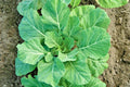 Champion Collard Greens Seeds - 601+ Premium Spring & Fall Vegetable for Garden & Patio - Brassica oleracea