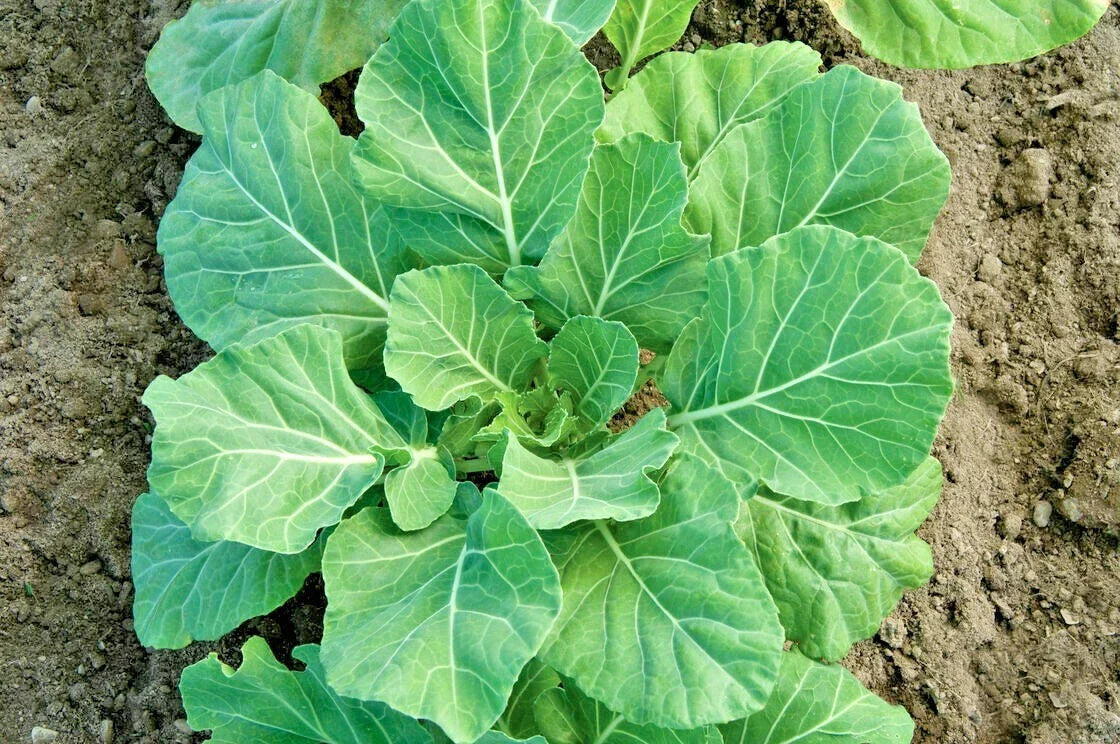 Champion Collard Greens Seeds - 601+ Premium Spring & Fall Vegetable for Garden & Patio - Brassica oleracea