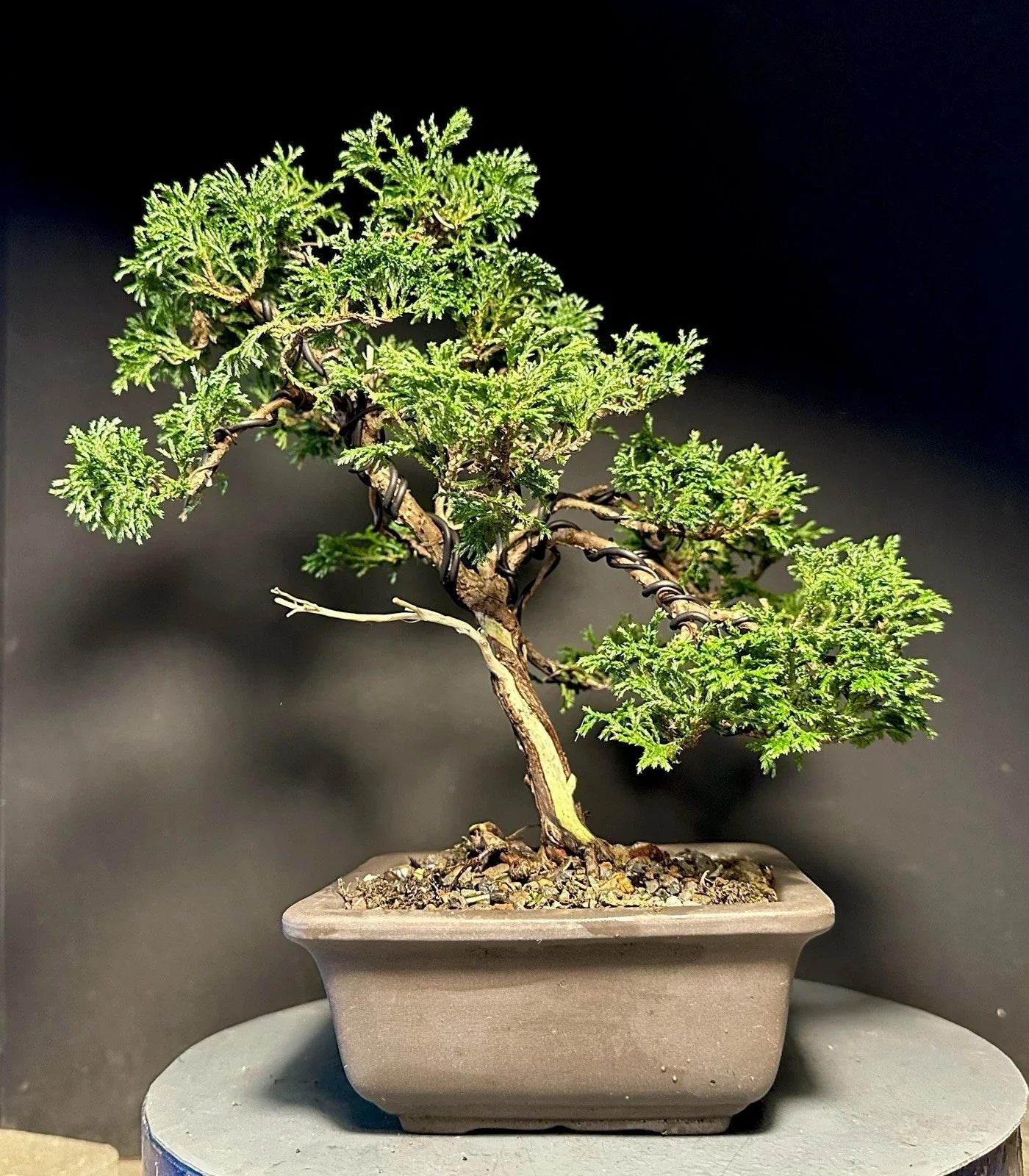 Mame Bonsai Tree 10.5” Tsukumo Cypress Chamaecyparis Pisifera in Japanese Pot