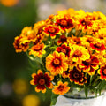 Mexican Persian Carpet Zinnia Seeds - 100+ Count - Colorful Garden Flowers - Zinnia elegans