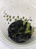 Solanum Ecuador Vine Plant in Pot for Terrarium - Rooted, Ideal for Indoor Gardens, Live Houseplant