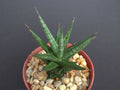 Sansevieria Francisii Plant 4" Pot | Rare Exotic Succulent for Outdoor Garden Collection