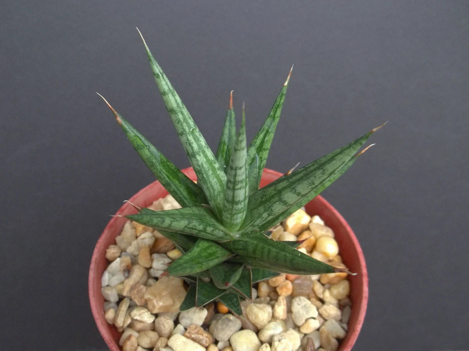Sansevieria Francisii Plant 4" Pot | Rare Exotic Succulent for Outdoor Garden Collection