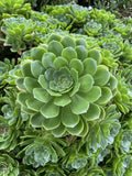 Rare Aeonium Arboreum "Irish Rose" 4 Cuttings - Green Succulent Plants for Indoor Gardening and Home Decor