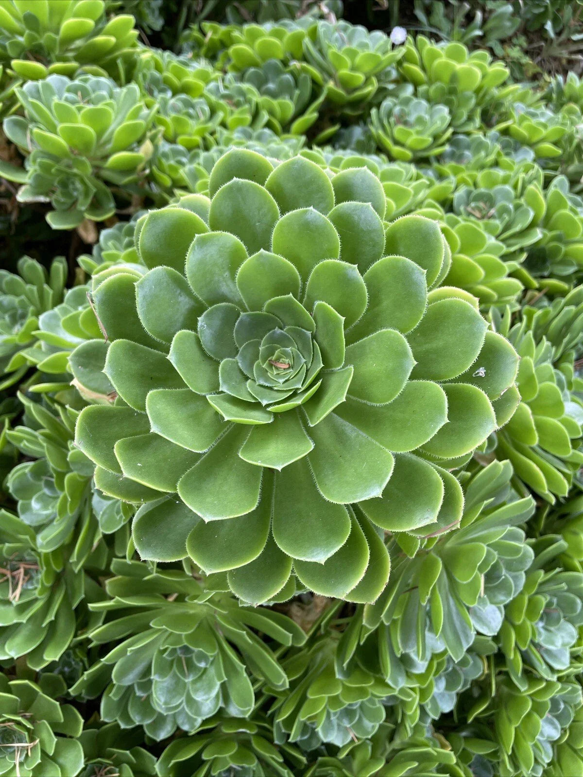 Rare Aeonium Arboreum "Irish Rose" 4 Cuttings - Green Succulent Plants for Indoor Gardening and Home Decor