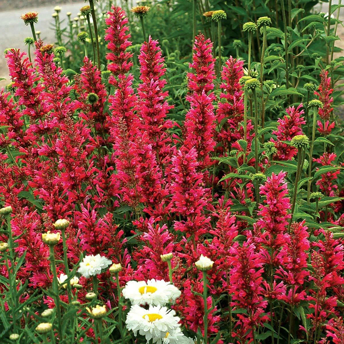 Raspberry Hyssop Seeds - 100 Perennial Flower Seeds - Agastache - US Seller