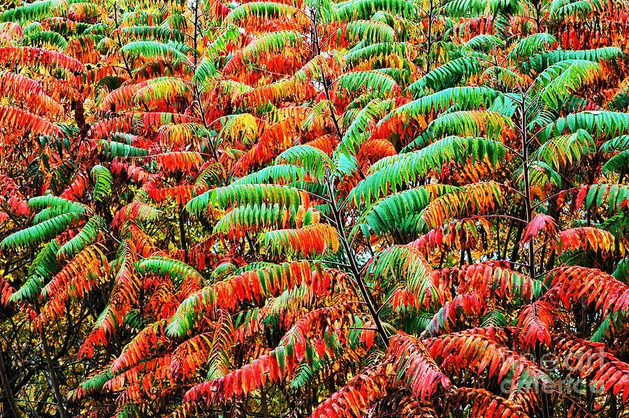 Smooth Sumac Shrub 12"+ Rhus glabra Edible Berries Fall Color Bare Root