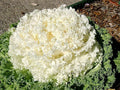 Ornamental Kale Seeds - Kamome White - 40 Fresh Seeds - Brassica oleracea
