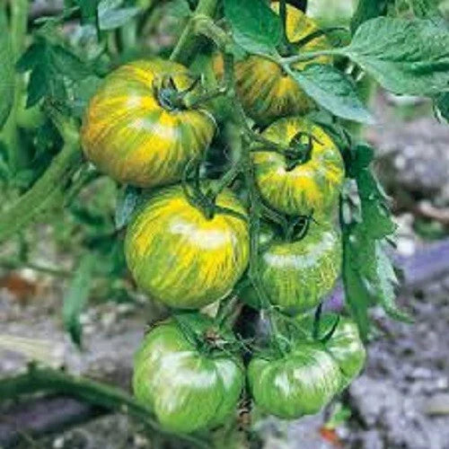 Green Zebra Tomato Seeds - Green Striped Variety - 25 Seeds - Heirloom Tomato (Solanum lycopersicum)