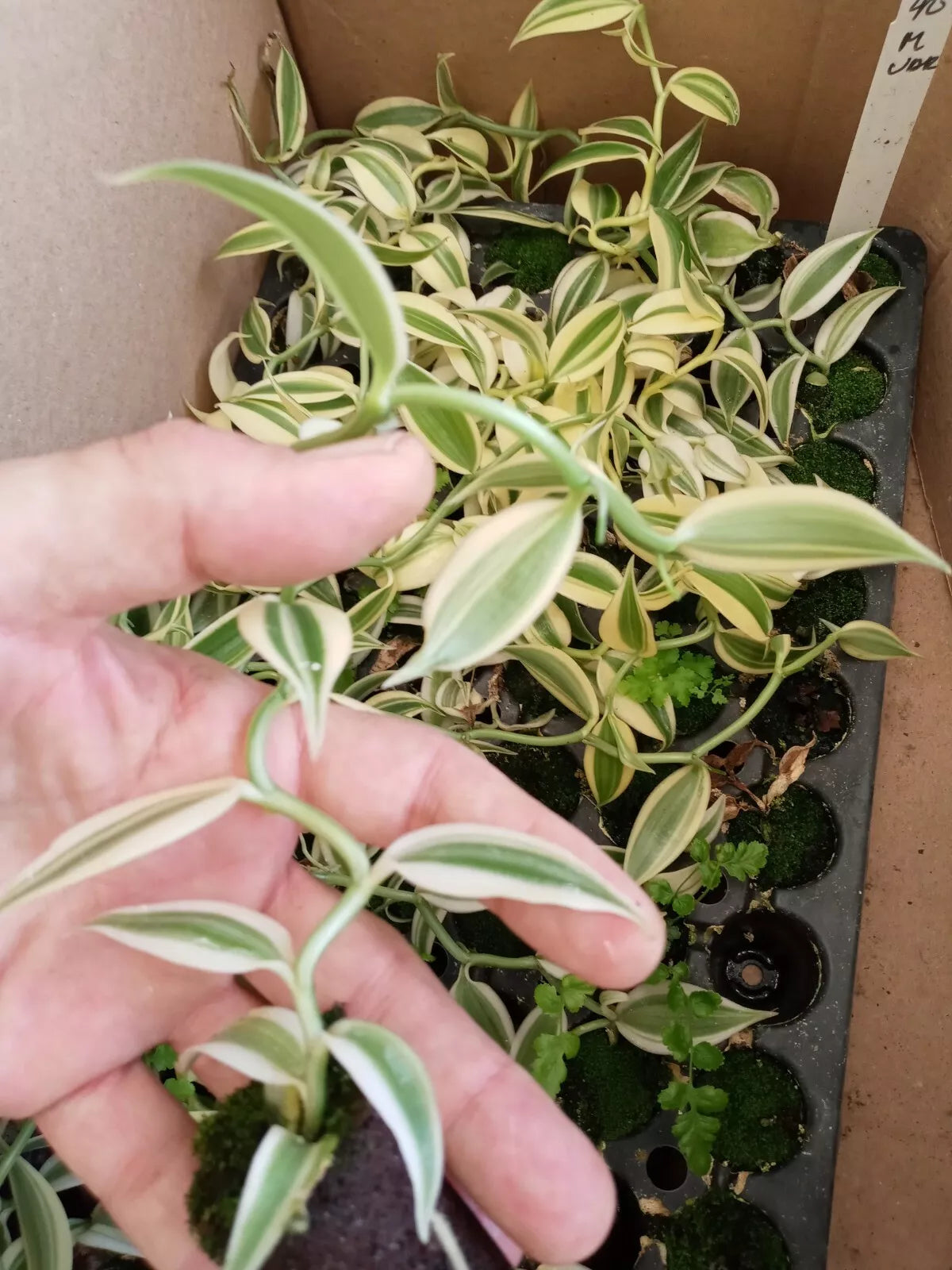 Vanilla Planifolia Live Vine 3-6" Variegated Starter Plant Rare Grow Your Own