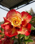 Orange Red Desert Rose Seeds - 4 Perennial Adenium Seeds - US Seller