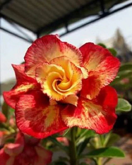 Orange Red Desert Rose Seeds - 4 Perennial Adenium Seeds - US Seller