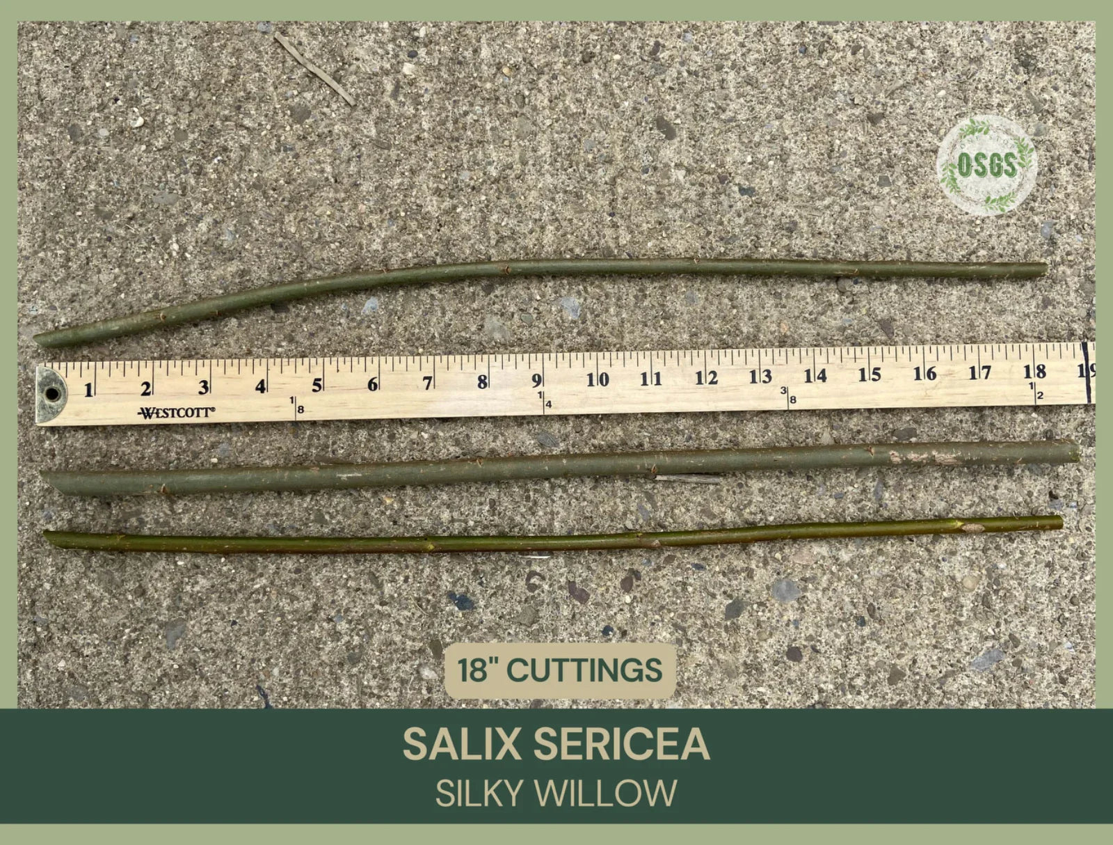 Silky Willow Cuttings Lot of 5 | 18" Fresh Salix sericea | Native Plant Cuttings for Propagation
