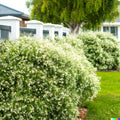 White Tea Tree Oil Seeds - 50+ Seeds - Snow In Summer - Melaleuca linariifolia - Hardy Shrub - USA