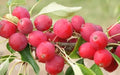 Dolgo Crabapple Seeds - 25+ Pink Glow Variety for Garden Planting - Malus 'Dolgo' - USA
