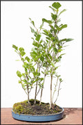 Silver Poplar Bonsai Tree Cuttings - Easy Grow Forest Cuttings for Indoor/Outdoor - Populus alba