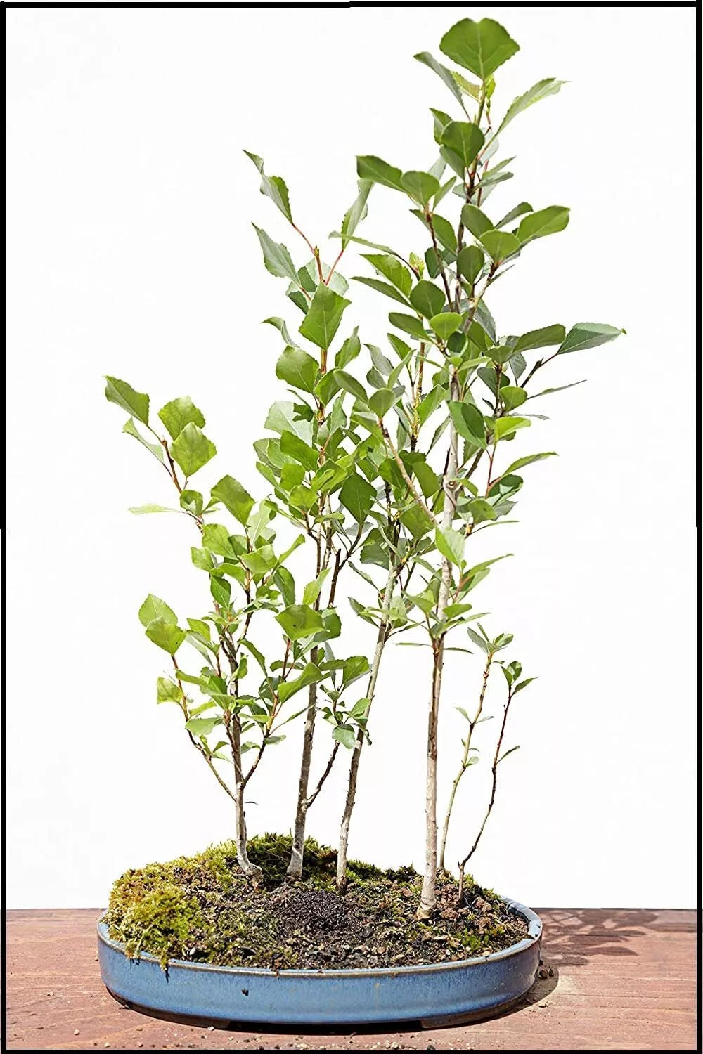 Silver Poplar Bonsai Tree Cuttings - Easy Grow Forest Cuttings for Indoor/Outdoor - Populus alba