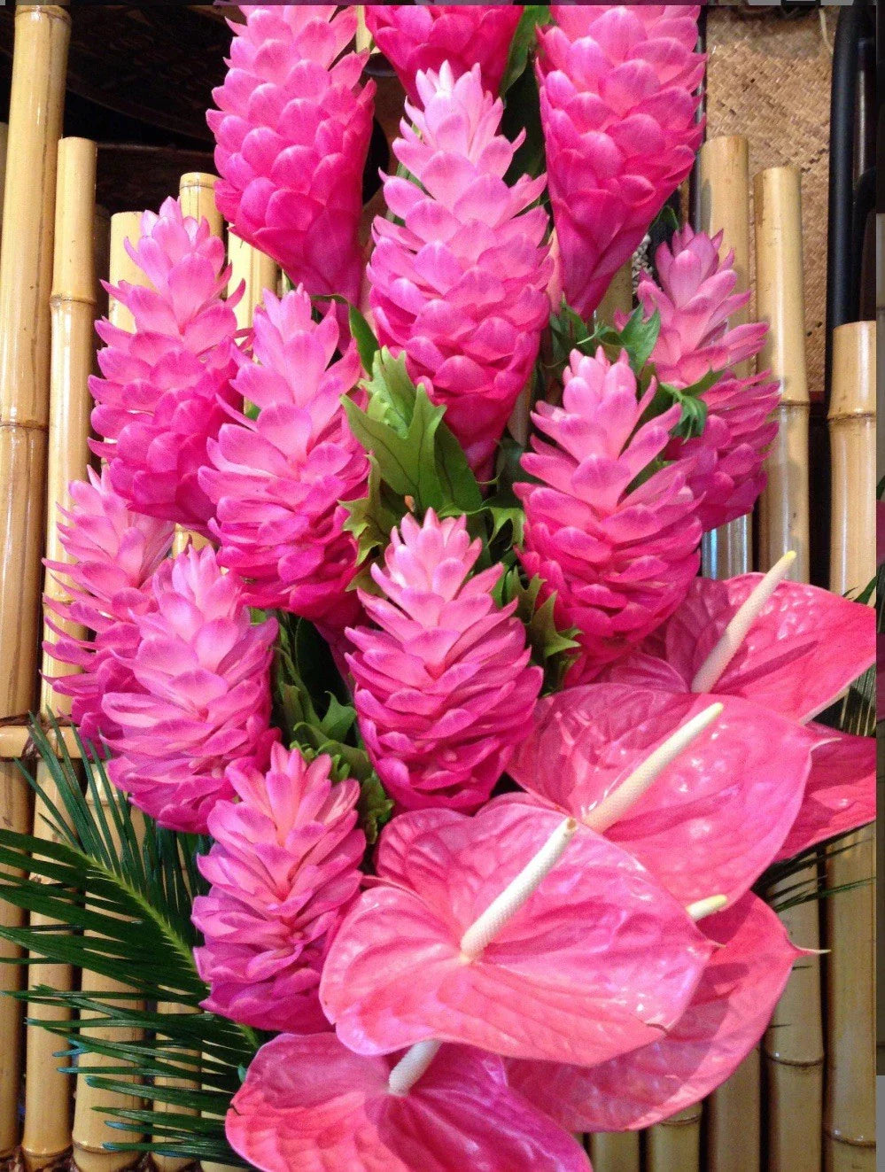 Hawaiian Hot Pink Ginger Plant - Small Rooted Starter - Alpinia purpurata - Tropical Flowering Perennial