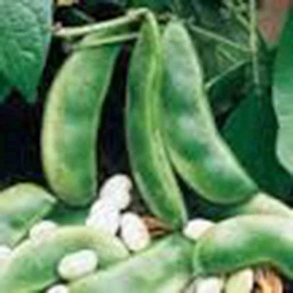 Lima Bean Seeds, 50+ Non-GMO Henderson Bush Variety, Great Tasting & Healthy, Phaseolus lunatus