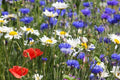 Red White & Blue Wildflower Mix - 1000+ Seeds - The Patriotic Patch - Native Varieties for Vibrant Gardens
