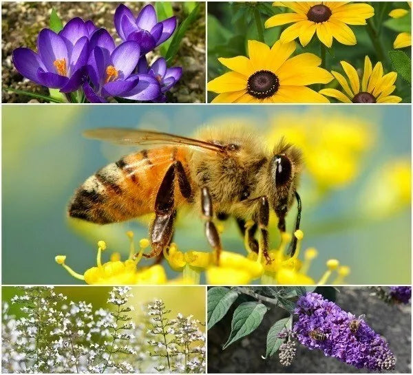 Perennial Pollinator Seeds Bundle - Bee and Butterfly Habitat - Wildflower Mix - Native Flora