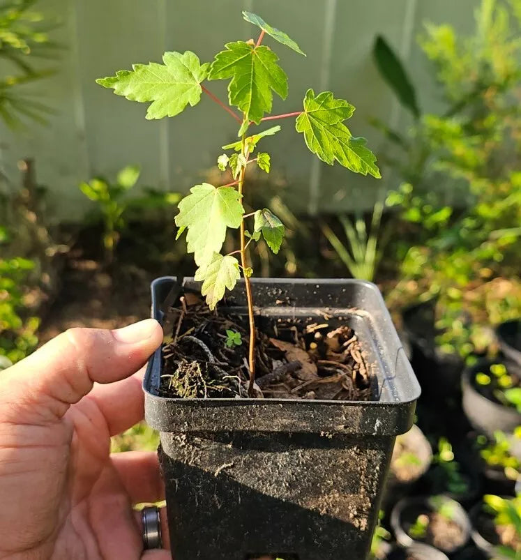 Florida Red Maple Trees 4"-8" Live Seedlings Acer Rubrum Bare Root 10 Pack
