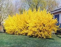 Forsythia Cuttings Unrooted 6-8” - 10 Healthy Stem Cuttings for Rooting - Forsythia spp.
