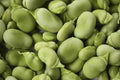 Heirloom Bean Mix Garden Seed Collection, 6 Top Varieties, Organic Seeds for Home Gardening