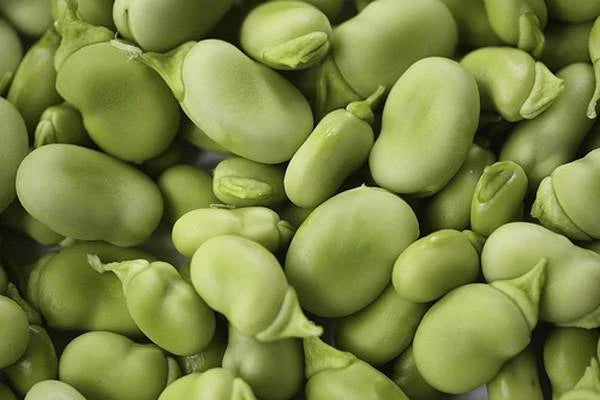 Heirloom Bean Mix Garden Seed Collection, 6 Top Varieties, Organic Seeds for Home Gardening