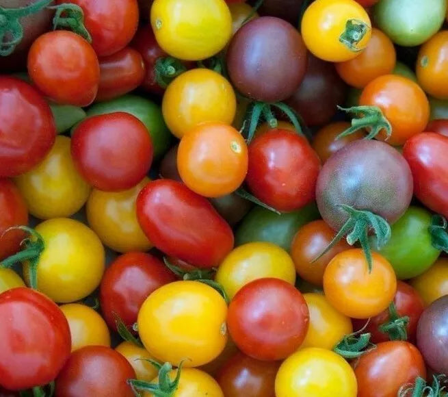 Rainbow Cherry Tomato Seeds Mix - 50+ Seeds - Heirloom Garden Variety - Solanum lycopersicum - Free Shipping