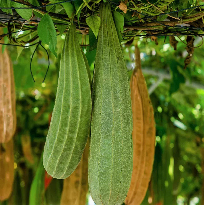Buab Khom Angled Luffa Gourd Seeds - Ridged Gourd for 2025 Planting - Luffa acutangula
