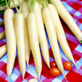 Lunar White Carrot Seeds - Pure Albino Gourmet, Ivory Moon Variety, Ideal for 2025 Planting