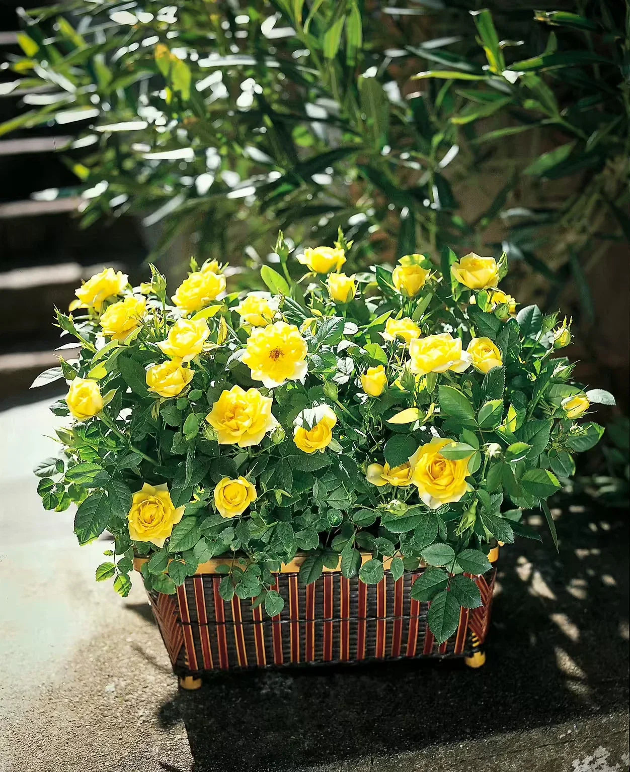 Sunny Knockout Rose Cuttings - 6 Everblooming Live Plant Shrubs - Vibrant Pink - Rosa 'Radrazz'