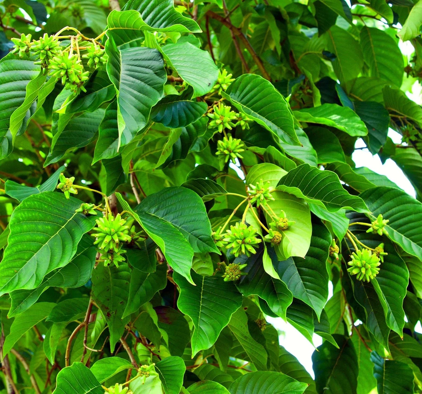 Happy Tree Seeds for Planting - 30 Seeds - Camptotheca acuminata - Fast-Growing Tree, Shade Tree, Medicinal Uses