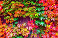 Japanese Ivy Seeds - 50 Count - Easy to Grow Creeping Vine - Hedera helix - Ideal for Planting in Iowa
