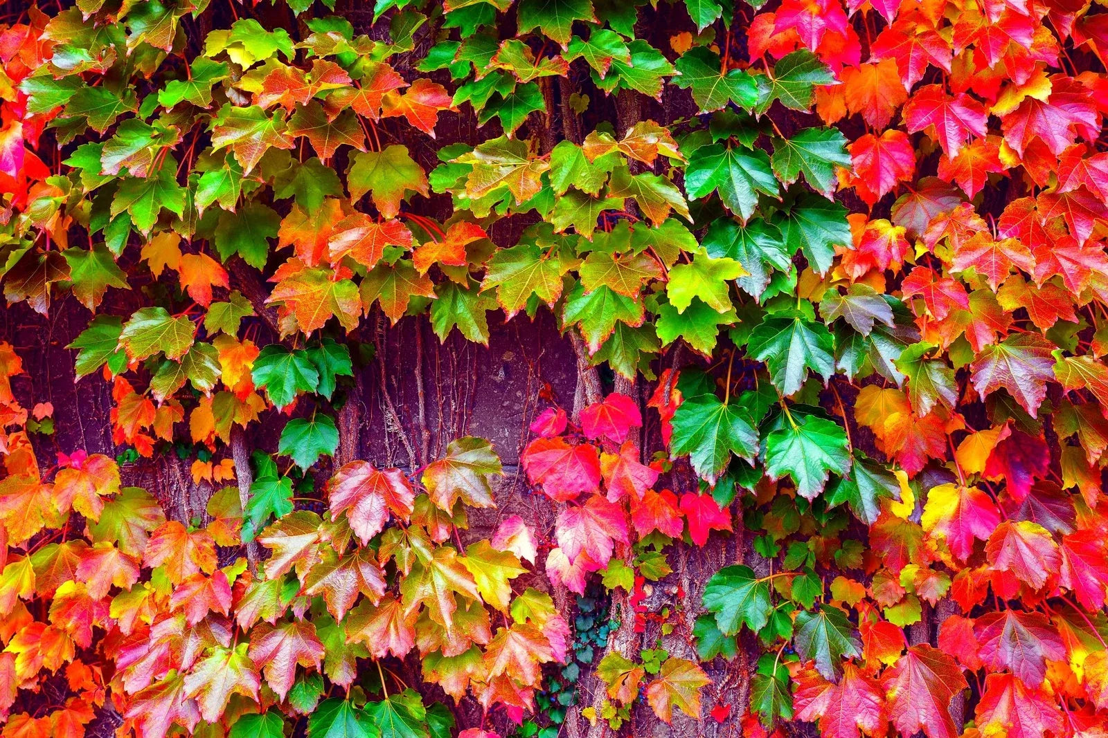 Japanese Ivy Seeds - 50 Count - Easy to Grow Creeping Vine - Hedera helix - Ideal for Planting in Iowa