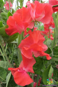 John Markham Sweet Pea Seeds - 50+ Pack - Heirloom Garden Seeds - Lathyrus odoratus - USA